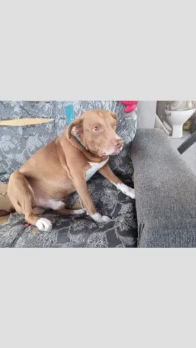 Doação de 2 cachorros