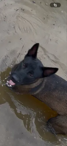 Pastor Malinois Femea 