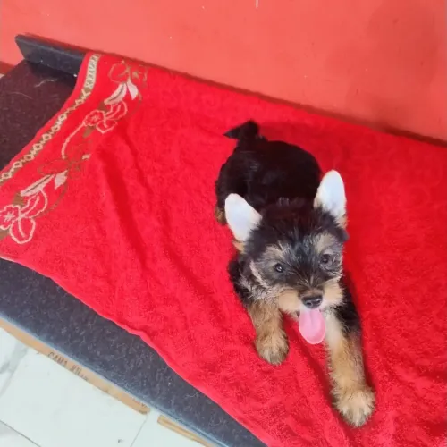 Yorkshire Terrier