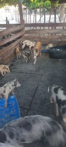 Leitões