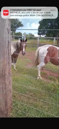 Cavalos barato 