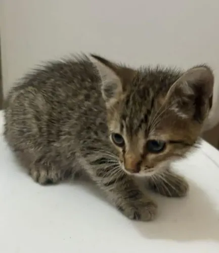 Gatinha dócil para adoção