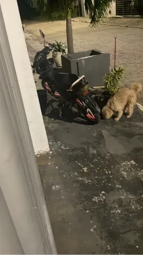 Moto Wuyang de leilão