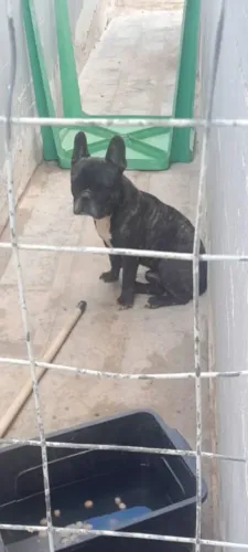 Buldog
