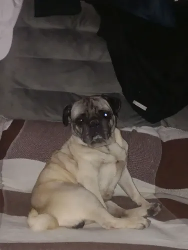 Vendo uma Pug fêmea 1500