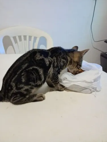 Gatinha para adoção