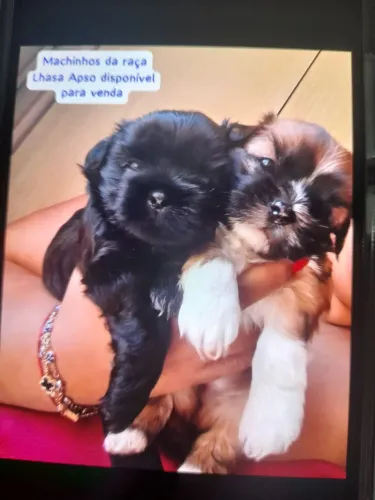 Vendo filhote macho de Lhasa Apso