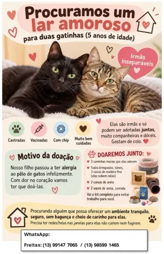 Doar 2 Gatinhas dóceis castradas, vacinadas, com chip, kit brinquedos, camas