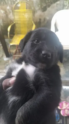 Cachorrinhos para adoção