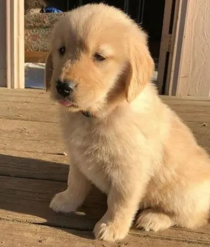 Filhotes de Golden Retriever | Encanto que conquista à primeira troca de olhar