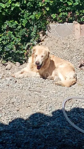 Doação cachorro