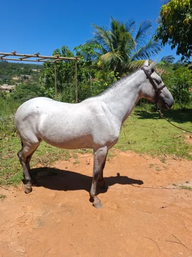 Égua Mangalarga Marchador - Marcha Batida, Dócil e Mansa!