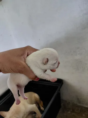 Chihuahua Macho / Pedigree CBKC