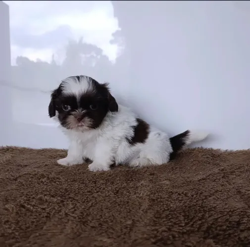 Lindo Machinho de Shihtzu