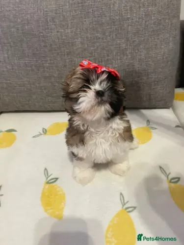 Filhotes de Shih Tzu/ Shitzu focinho achatado e curto macho e fêmea com garantias São Paul