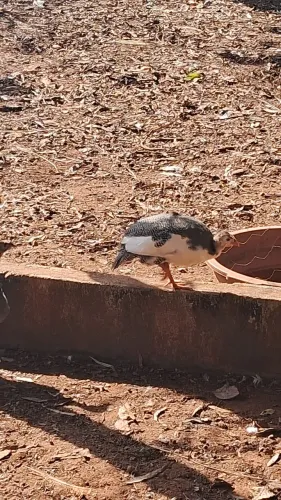 Galinha d'angola