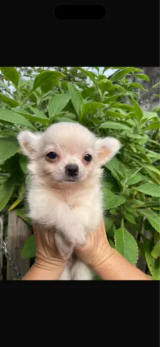 PROMOÇÃO Chihuahua macho Pelo Longo