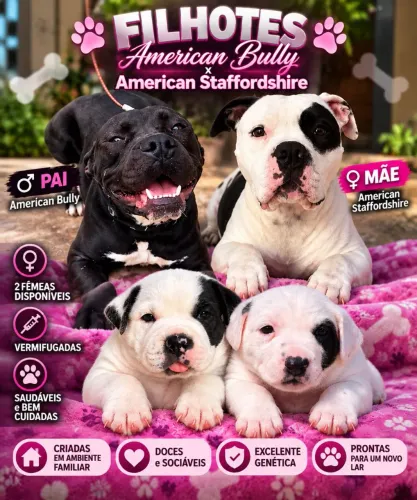 Pitbull fêmea