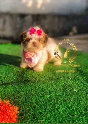 Shih Tzu Belissima do @CanilNobrezaReal