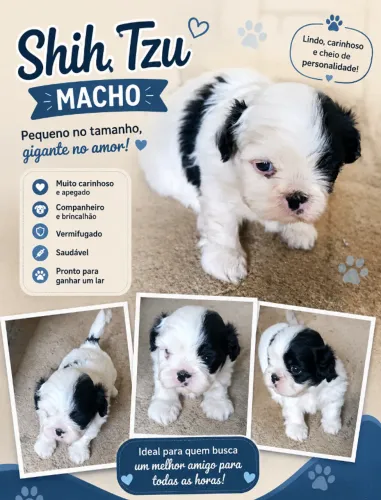 Macho Shitzu