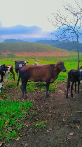 Novilha 