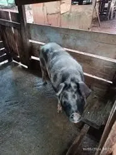 DOA-SE LEITOA ADULTA VIVA 
