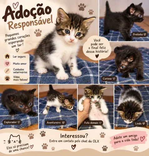 Doa-se lindos filhotes de gato.