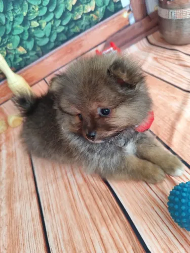 Vendo filhotes de Spitz alemão