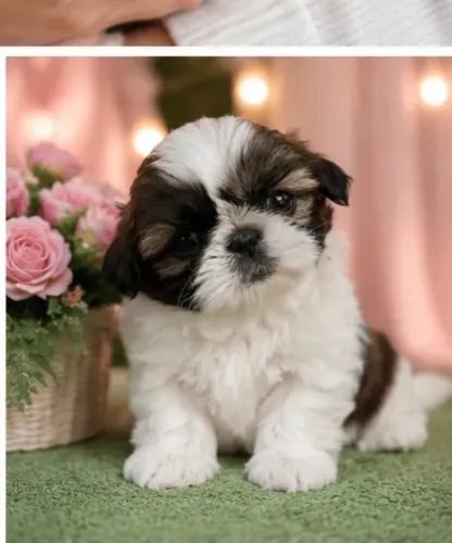 Bebezinho Shih tzu/ shihtzu companheiros e muito tranquilos