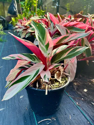 Maranta Tricolor Planta decorativa de sombra