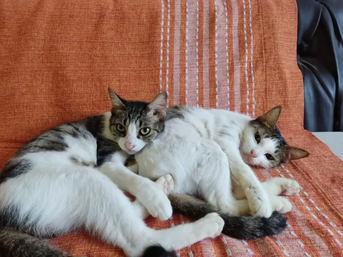 Gatas Fêmeas Castradas