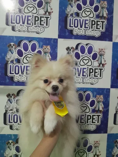 Vende-se filhote de spitz alemão