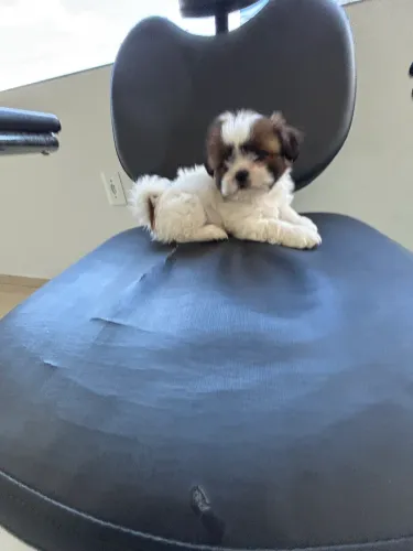 Shitzu machinho filhote