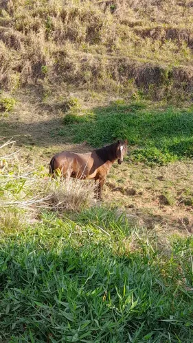 Cavalo SRD marrom 5 anos de idade