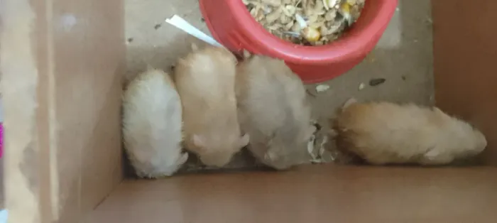 Hamster ? anão russo 