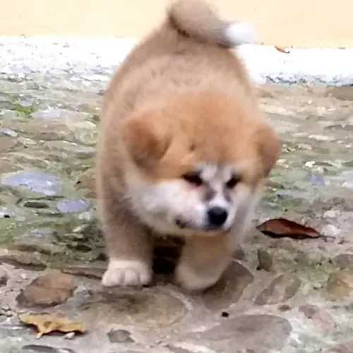 Akita Inu,Akita Inu Filhote Estrutura Perfeita Disponível