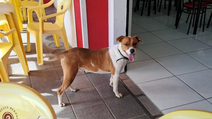 Amendoim lindo esperto ADOÇÃO !!
