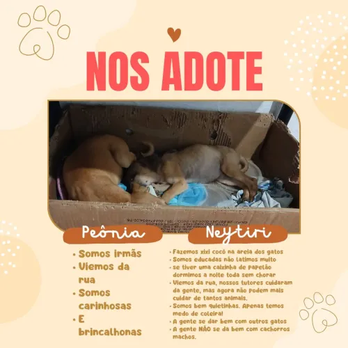 Doação de duas irmãs Cachorrinhas! PEÔNIA E NEYTIRI