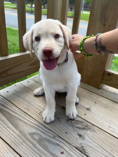 Filhotes De Labrador - Cheios De Alegria Prontos Para Um Novo Lar 