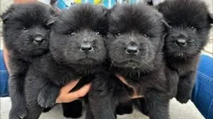 chow chow - filhotes com procedencia