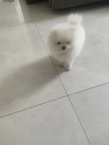Lulu da pulmerania.