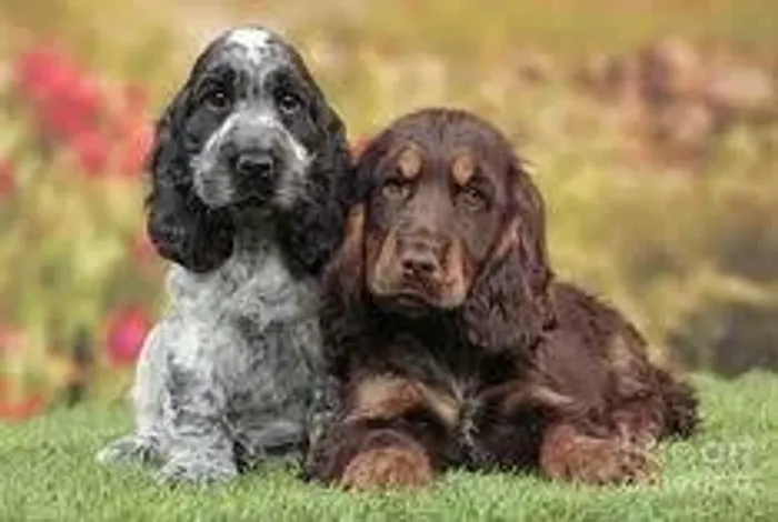 Cocker Spaniel ? Seu novo melhor amigo