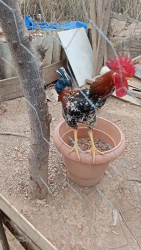 Vende-se Galo