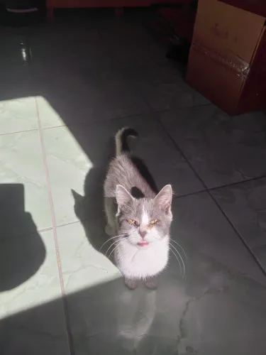 Gatinho macho