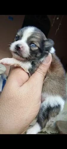 Bebês Lulu da pomerania anão, Macho e fêmeas