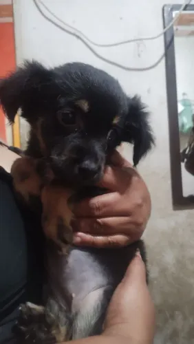 Doa-se filhote de cachorro