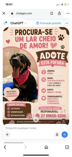 Cachorra fêmea castrada 