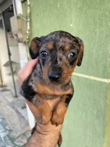 Filhotes de Pinscher número 1
