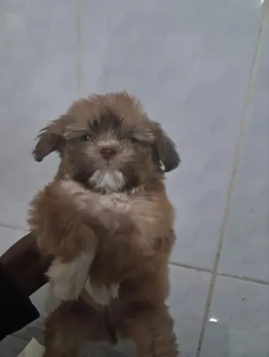 Shit tzu