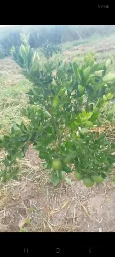 Sítio com 5 tarefas de terra no Riacho da Guia